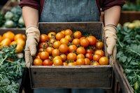 Farmer holding wooden crate filled with fresh organic cherry tomatoes at local market. Hands in protective gloves showing harvest of ripe orange tomatoes.