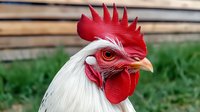 Close up portrait of white rooster head with bright red comb and wattles against natural green background, showing detailed feathers and distinctive eye.