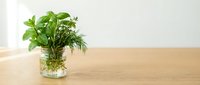 Fresh green herbs in glass jar on wooden table against white wall background for cooking and culinary applications.