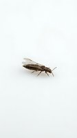 Isolated brown winged insect specimen on white background, suitable for educational materials, pest control documentation, entomology resources, and design applications.