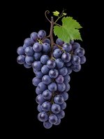 Fresh bunch of dark blue grapes with green leaf, isolated on transparent background. Ready for t-shirt design, stickers, clipart, print on demand, and sublimation projects.