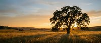 Solitary oak tree silhouetted against golden sunset sky in peaceful countryside meadow with rolling hills and warm evening light creating serene landscape.