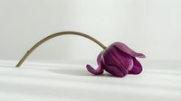 Wilted purple tulip with curved stem on white background, suitable for floral design projects and botanical illustrations.