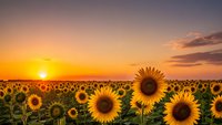 Sunflower field at golden hour sunset with warm orange sky and bright yellow blooms creating peaceful agricultural landscape for nature and farming themes.
