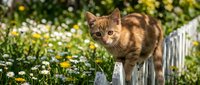 Tabby cat walking on wooden fence in garden with yellow and white flowers blooming in background, outdoor pet portrait for animal and nature content.