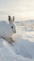 White arctic hare sitting in snow during golden hour sunset with mountain landscape background for wildlife and nature photography projects.