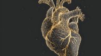 Golden anatomical heart illustration with intricate wire mesh design on black background, showing detailed cardiovascular structure for medical education.