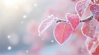 Delicate pink leaves covered in morning frost create dreamy winter nature scene with soft bokeh background and falling snowflakes in gentle sunlight.