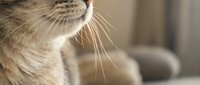 Close-up of domestic cat whiskers and chin in soft natural light with blurred home interior background for pet care and feline behavior concepts.