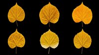Autumn fan-shaped leaves in golden and orange tones, isolated on transparent background. Ready for clipart, t-shirt design, stickers, sublimation, print-on-demand products and digital crafts.