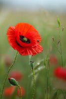 Vibrant red poppy flower in full bloom with bee collecting pollen, against soft green natural background. Delicate petals and stem detail captured in macro photography.