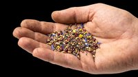 Hand holding colorful mixed seeds isolated on transparent background, ready for use in gardening clipart, print on demand, stickers, and nature-themed T-shirt designs.