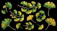 Ginkgo biloba leaves and branches in green and golden yellow tones, isolated on transparent background. Ready for t-shirt design, clipart, stickers, sublimation, print-on-demand products and digital crafts.