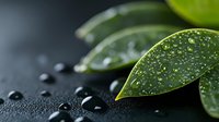 Fresh green leaves with water droplets on dark background, macro photography showing morning dew and natural moisture on plant foliage in dramatic lighting.