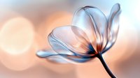 Delicate translucent flower with soft blue petals against blurred warm bokeh background, creating dreamy ethereal atmosphere for nature photography.