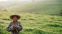 Young Asian male farmer in straw hat holding seedlings in lush green agricultural field during daytime, suitable for farming, agriculture, and rural lifestyle content.