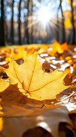 Bright yellow maple leaf on forest ground with sunburst through trees creating magical autumn atmosphere. Natural fall foliage with bokeh light effects.