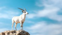 Majestic white addax antelope standing on rocky cliff against bright blue sky with white clouds, showcasing wildlife in natural habitat. Side view portrait.