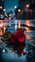Red rose with water droplets on wet pavement at night with bokeh city lights creating romantic urban atmosphere for Valentine's Day and love concepts.