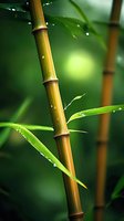 Bamboo stalk with water droplets on green leaves against blurred forest background, creating zen-like atmosphere for wellness and spa designs.