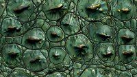 Extreme close up of crocodile skin texture showing detailed emerald green scales with intricate patterns and natural leather surface for luxury fashion design.