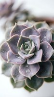 Closeup of purple succulent plant with fleshy leaves and water droplets, showcasing detailed texture and botanical structure for gardening and nature content.