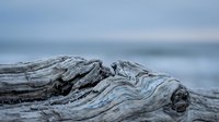 Weathered driftwood log with intricate natural grain patterns on sandy beach with blurred ocean waves in soft blue twilight atmosphere for coastal decor.