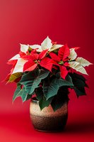 Vibrant red and white poinsettia plant in decorative ceramic pot against red background, festive holiday arrangement showcasing traditional Christmas flower.