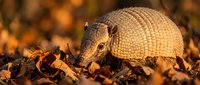 Nine-banded armadillo foraging among autumn leaves in golden sunset light, wildlife photography showcasing natural behavior in warm seasonal colors.