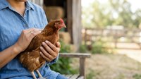 Farmer in blue shirt holding brown hen on rural farm with fenced pasture background, poultry care and agriculture.