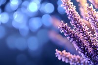 Delicate pink lavender flowers against blurred blue bokeh background creating dreamy romantic atmosphere for wellness, spa and relaxation designs.