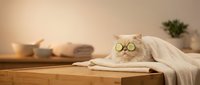 Relaxed Persian cat wearing green cucumber eye mask enjoying spa treatment on wooden table with towels and candles in serene wellness setting.