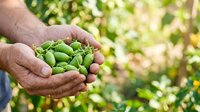 Farmer holding fresh green peas in cupped hands with blurred orchard background, harvesting organic legumes for agriculture and food production.