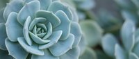 Soft blue-green succulent plant with layered petals in spiral formation, natural botanical texture for gardening and home decor projects.