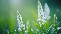 White delicate wildflowers with morning dew drops against blurred green natural background, soft focus macro photography creates dreamy atmosphere.