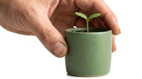 Hand of a Caucasian adult gently holding a small green ceramic pot with a young seedling sprout, isolated on white background.