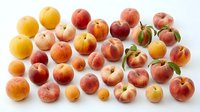 Fresh ripe peaches and apricots collection on white background. Organic stone fruits variety for healthy eating, cooking and food photography.