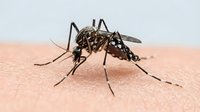 Aedes aegypti mosquito feeding on human skin showing detailed insect anatomy and blood-sucking behavior for medical education and pest control awareness.