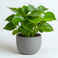 Monstera deliciosa plant with glossy green heart-shaped leaves growing in modern gray concrete pot against white background, popular indoor houseplant for home decor.