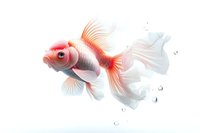 Red and white fancy goldfish swimming with flowing fins against clean white background, surrounded by water bubbles.