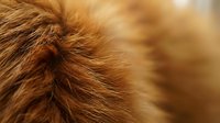 Close-up of fluffy ginger cat fur with warm golden tones, showcasing soft texture and detail for pet care, grooming, and animal content projects.