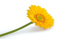 Single yellow gerbera daisy flower with long green stem isolated on white background, macro photography showing detailed flower center and petals.