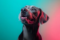 Black Labrador retriever portrait with colorful neon lighting against gradient turquoise and pink background, dog looking up with happy expression.