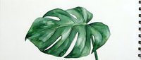 Watercolor monstera deliciosa leaf with natural green tones and organic splits, isolated on white background for botanical design projects and tropical decor.