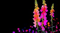 Vibrant digitalis flowers in neon pink and orange glow against dark background with colorful bokeh lights and watercolor splatter effects, creating magical garden scene.