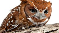 Angry spotted owl with ruffled feathers perched on branch, isolated on white background for wildlife, nature, and educational design projects.