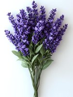 Fresh lavender bouquet with vibrant purple blooms and green leaves tied together, isolated on white background for easy design integration and commercial use.