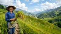 Farmer in conical hat holding rice stalks in terraced mountain valley with lush green fields and cloudy sky, suitable for agriculture and rural lifestyle content.