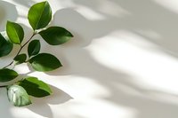 Fresh green leaves with natural window light shadow on white background, minimal nature composition for wellness and spa design concept.