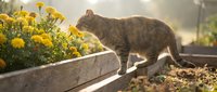 Tabby cat exploring wooden planter box with yellow flowers in warm sunlight, perfect for pet care, gardening and outdoor lifestyle content.